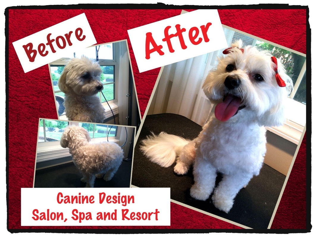 Canine design clearance