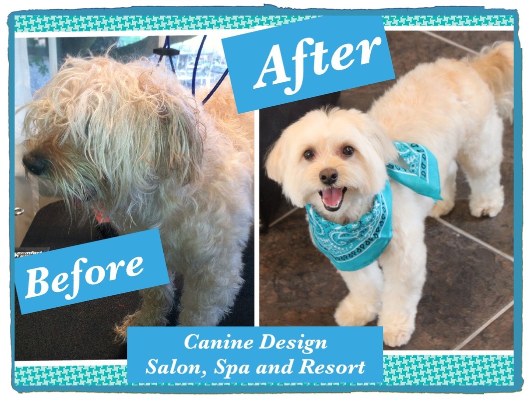 Canine design mobile grooming deals