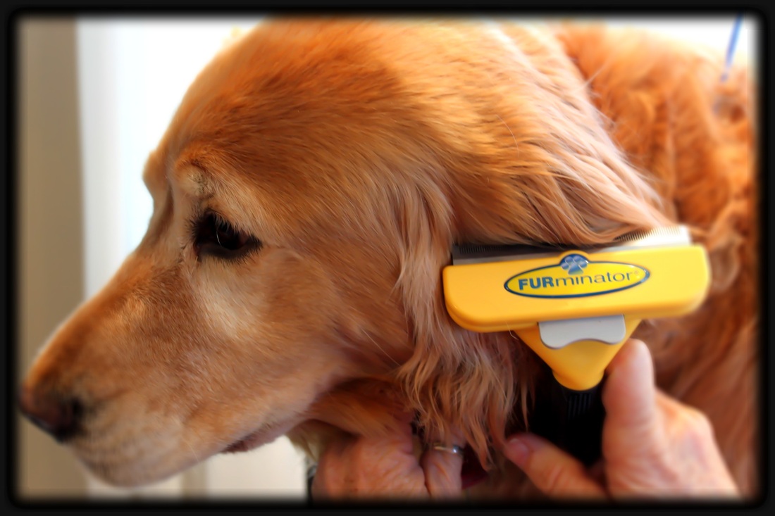 Services Canine Design Salon Spa and Resort